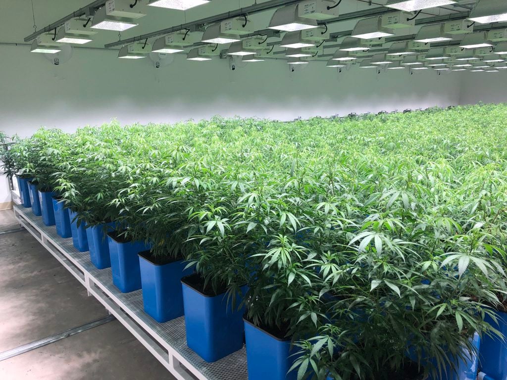 Cannabis-Grow-Facility Indoor cultivation facility design-build by Art Hance of Hance Construction Company.
