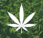 Consulting and Construction for the Cannabis Industry